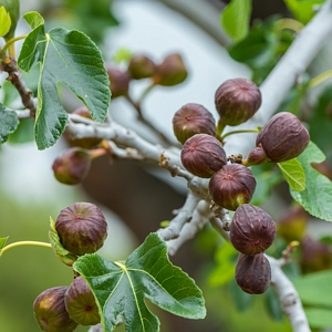 Fig LSU Purple